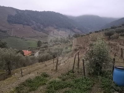 Terreno à venda em Covas do Douro, Sabrosa