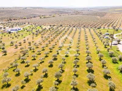 Olival com 4,875 ha | Estrada da Senhora da Saúde - Campo Maior