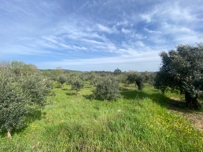 Terreno com 188 oliveiras em Condeixa-a-nova