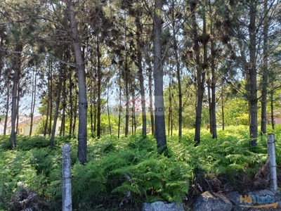 Terreno Venda em Vila Verde e Barbudo,Vila Verde