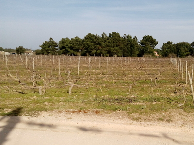 Terreno Rustico 10100 m2- com Vinha em Produção