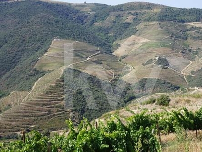 Casal dos Jordões propriedade Vinícola no Douro com 58 hectares de vinha biológica para venda