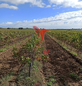 15,6125 Ha de Vinha em produção, com máquina de vindimar e alfaias descritas no anúncio, Reguengos de Monsaraz