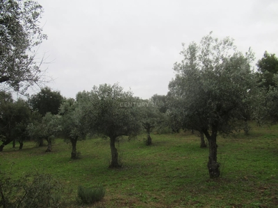 Terreno com olival tradicional | Escalos de Cima, Castelo Branco