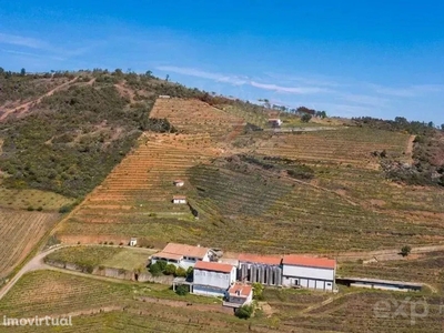 Quinta vinícola histórica - Vila Flor