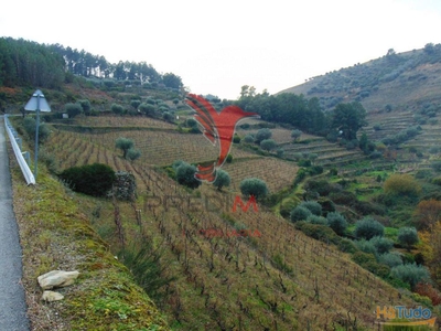 Quinta 14ha - Região Demarcada do Douro Vinhateiro