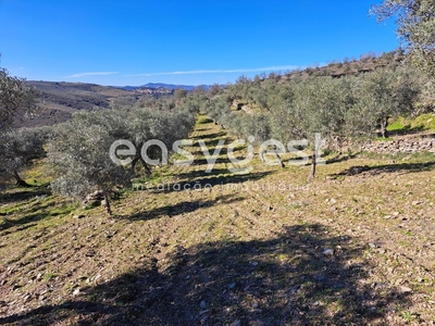 Terreno Rústico com plantação de olival em Adeganha, Torre de Moncorvo