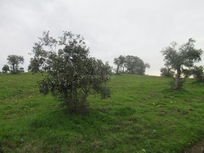 Terreno com olival | Mata, Castelo Branco