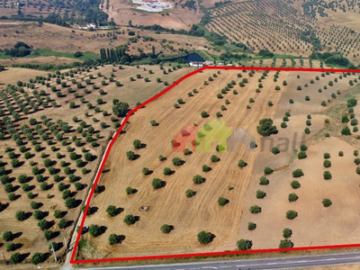 Terreno Rústico com olival 78.000 m2
