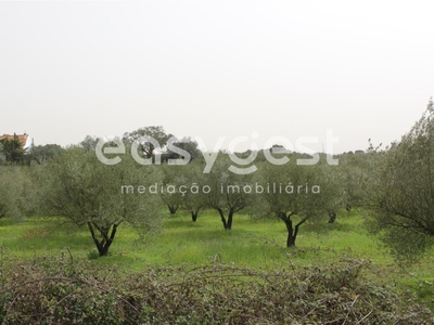 Terreno com 2,67 hectares e com 600 oliveiras a 5 min. de Santarém