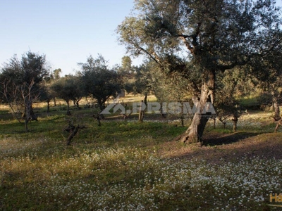 Magnifico terreno rural