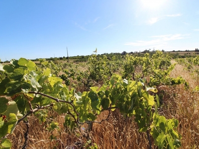 Terreno Agrícola em Silves de 5 920 m²