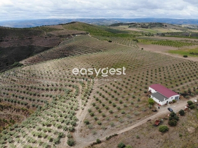 Magnifica Quinta agrícola com mais de 55 hectares no Douro Superior