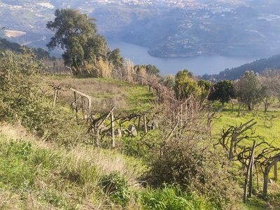 Terreno com 10 200m2 com vista para o rio Douro, em S. Tomé de Covelas, Baião para projeto agrícola