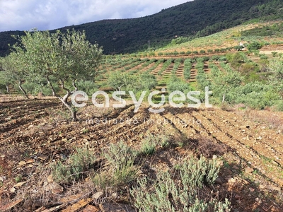 Terreno Rústico com plantação de olival em Torre de Moncorvo