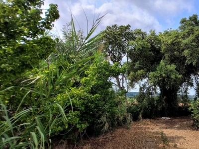 Moradia no Arneiro Merceana com 3ha de terreno com arvores de fruto em produção