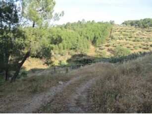 Terreno-Castelo Branco, Castelo Branco, Castelo Branco