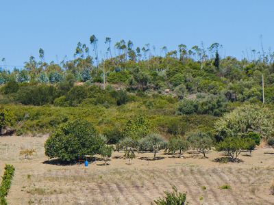 Terreno Rustico 25440m2 com Eucaliptos, Cardosas, Arruda dos Vinhos