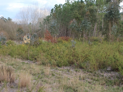 terreno rustico em oliveira de Bairro