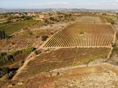 Quinta com dois hectares de vinha para Venda