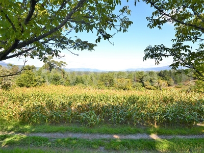 Lote / Viana do Castelo, Nogueira