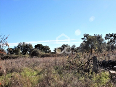 Terreno 3.000 m2 em Escalos de Cima - Castelo Branco