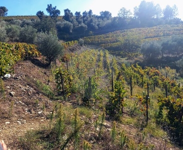 Terreno à venda em Gouvinhas, Sabrosa