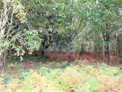 Terreno para Construção / Barcelos, Balugães